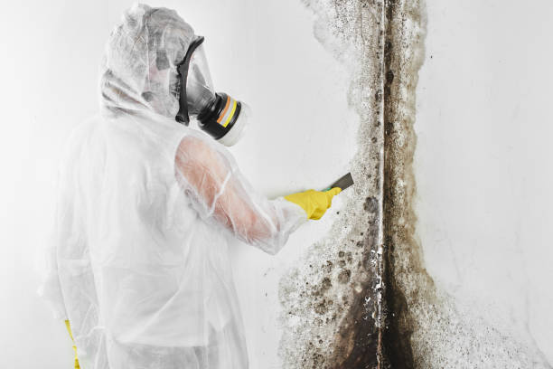Best Fast Mold Removal  in Ellisburg, NJ