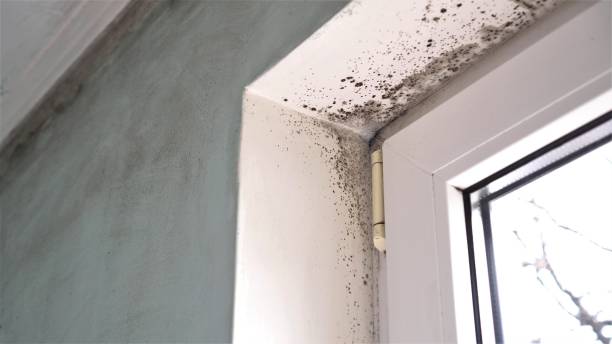 Trusted Ellisburg, NJ Mold Removal Experts
