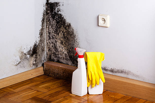 Best Mold Damage Repair  in Ellisburg, NJ