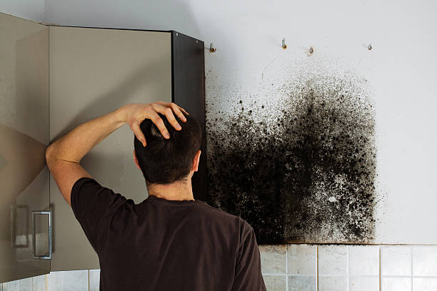 Attic Mold Removal in Ellisburg, NJ