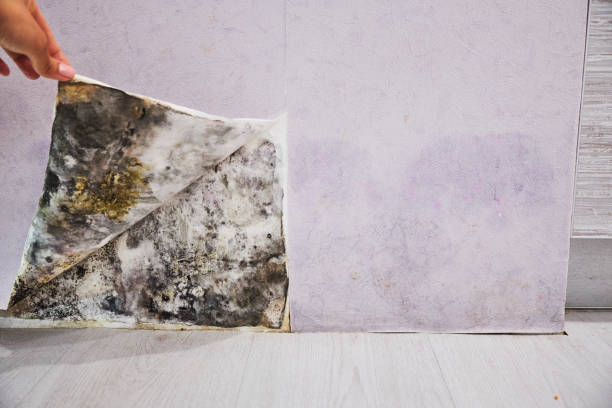 Best Residential Mold Removal  in Ellisburg, NJ